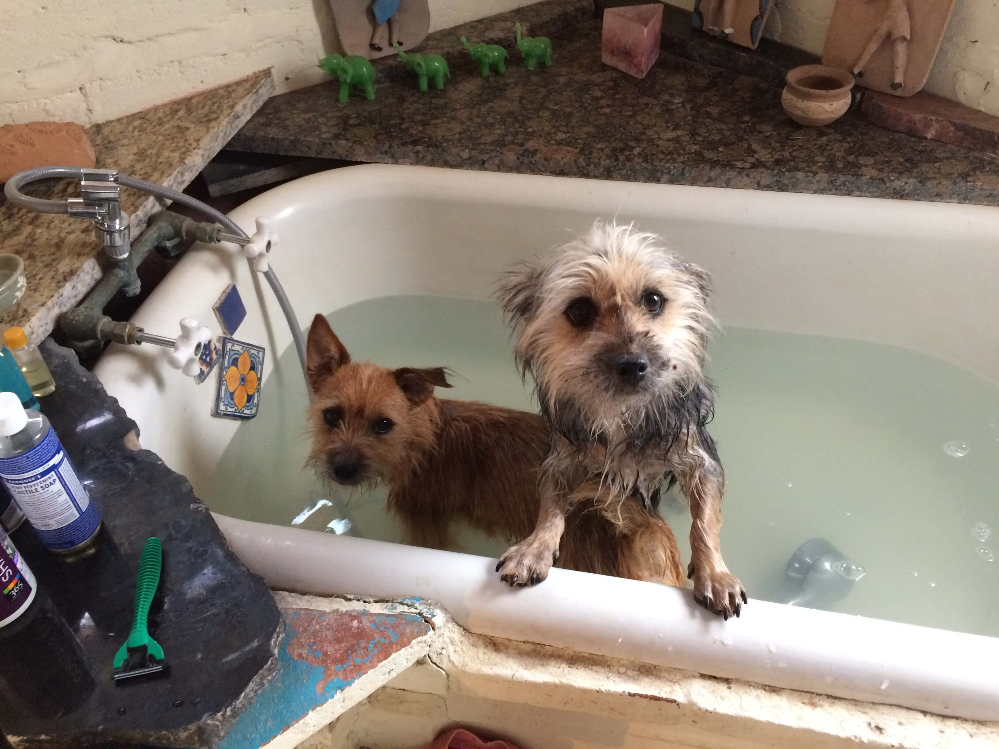 Gabriella & Rodrigo image