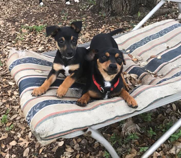 Shorty & Romeo image