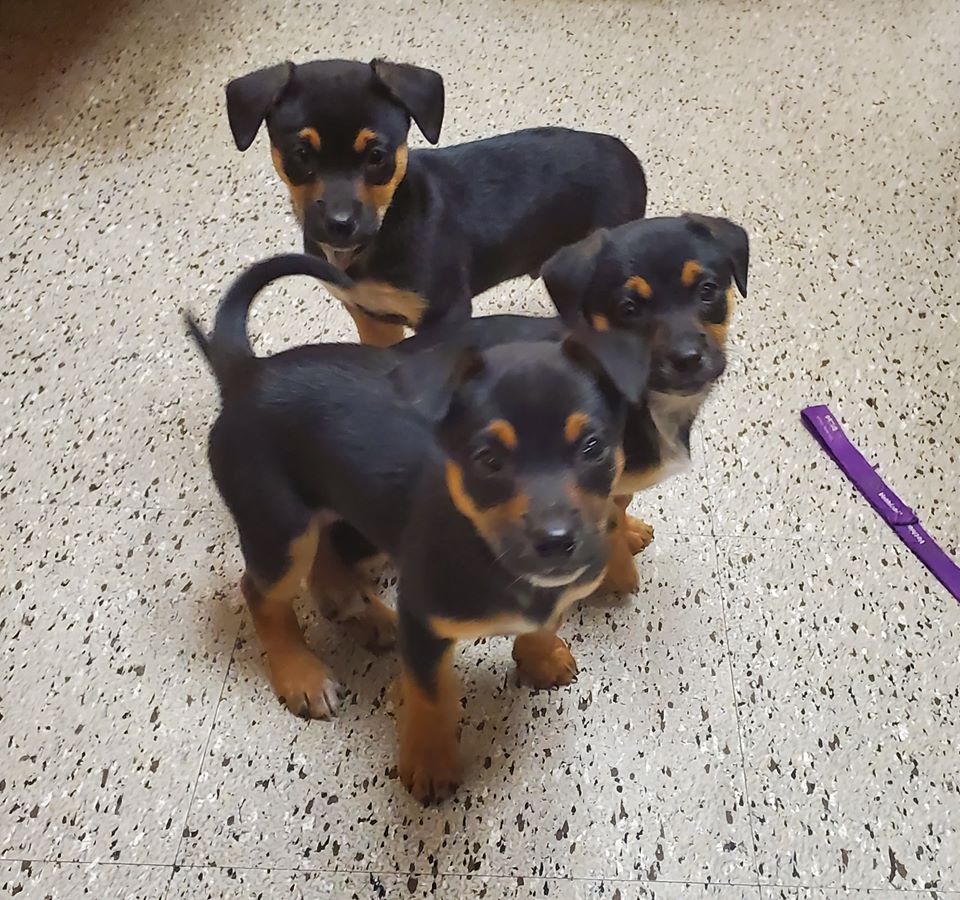 Shorty & Romeo image